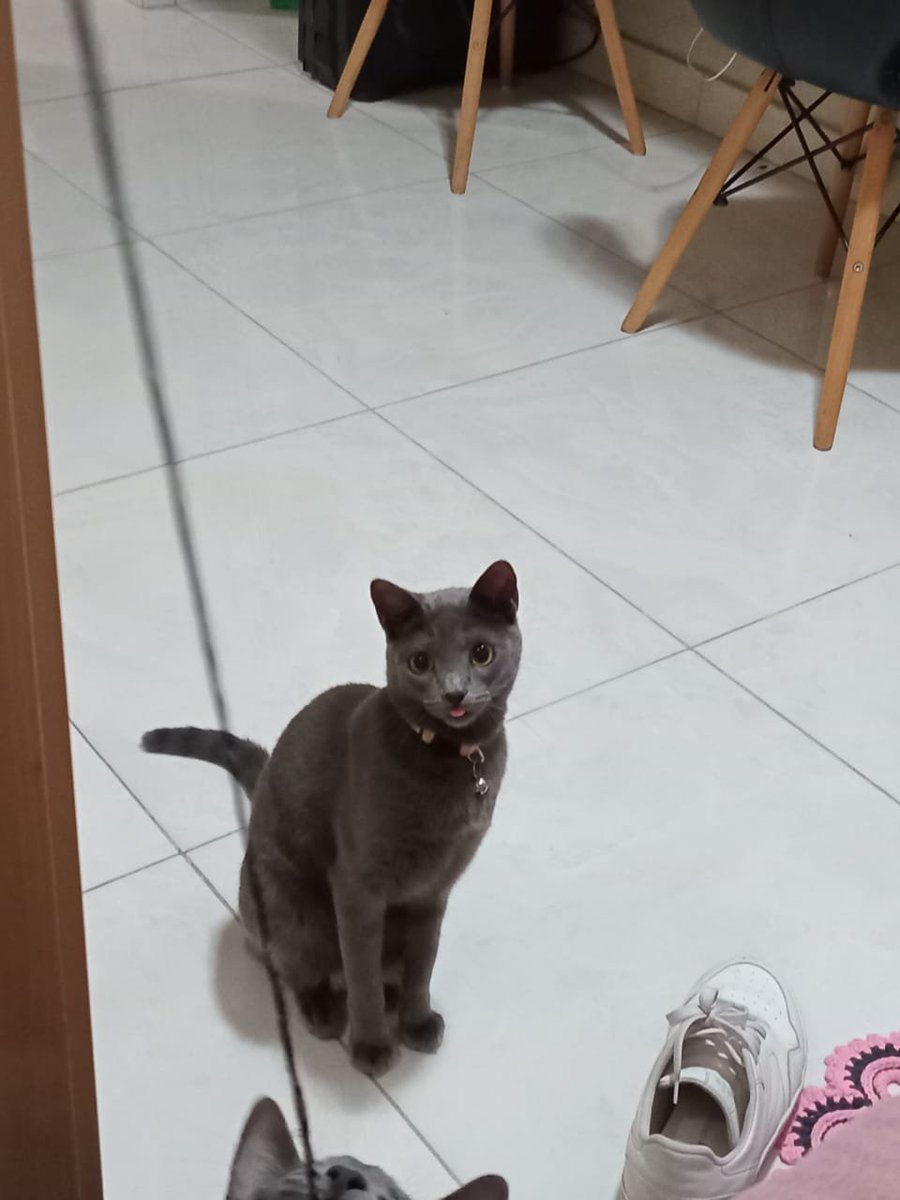 moonitears's tweet photo. luna vai passar mais uma noite na casa da minha irmã pq n deu tempo de buscar ela hj e meu cunhado me manda essas fotos eu tô chorando q sdds dessa desgraçada https://t.co/5IA0gCdeSk