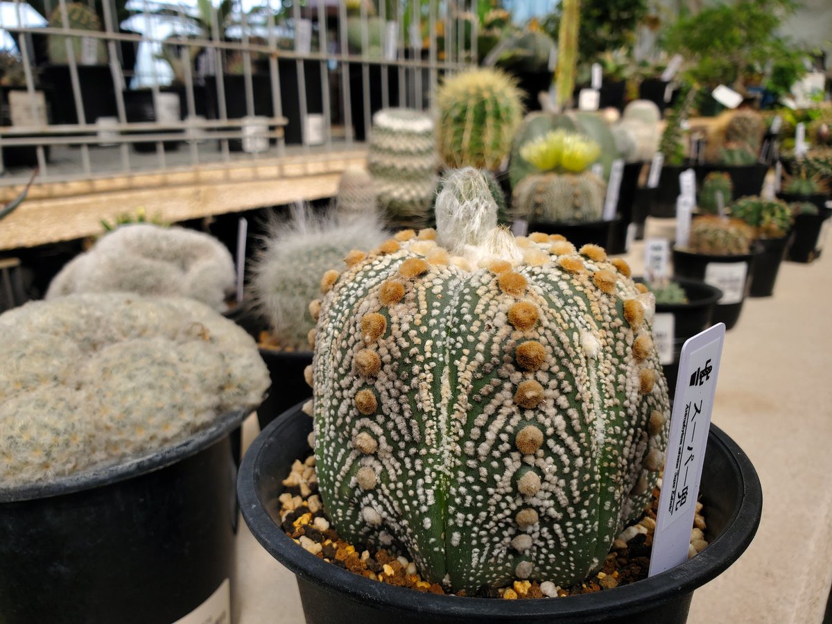 yoshioka_plants's tweet photo. アストロフィツム・スーパー兜🌵🌵
#植物のある暮らし
#astrophytum
#caudex
#cactus
#suculentas https://t.co/bHYReRTfUy