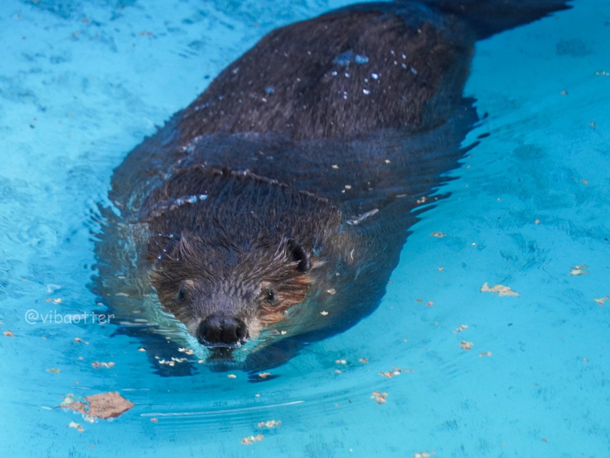vibaotter's tweet photo. 今日7/13(月)はモカ♂ コナ♂6歳(おびひろ)の誕生ビ！🦫🦫
おめでとう～～！！🎉🎉🎉

🦫モカ♂ コナ♂6歳🦫
2020年7月13日 おびひろ動物園生まれ
父ビービー 母ダブ
兄…ソラ(のいち)
叔父…シーポン グリン(鳥羽)
(JB氏 @jbnn331 ビーバーデータベースより)

素人は黙っとれ---
の掲示でおなじみのモカとコナ
結構年取ってるように思われますが実はまだ6歳！
まだまだこれからのむちむち双子。
性格は積極的なモカとちょっと臆病なコナ。

冬場は体重20kgを大きく超えて冬毛と相まって超もふもふむちむちに！！
その姿を一目見ようと毎年ビバオタ達がチャレンジし、雪チャスに出会えたら最高の1年が約束されるとかされないとか(そんな噂はありませんｗ

私も來シーズンは雪チャスを見に行こうと思っています！

これからも仲良し双子でいつまでもむちむちもふもふでいてね！

#アメリカビーバー
#2026誕生ビ
#7月誕生ビ