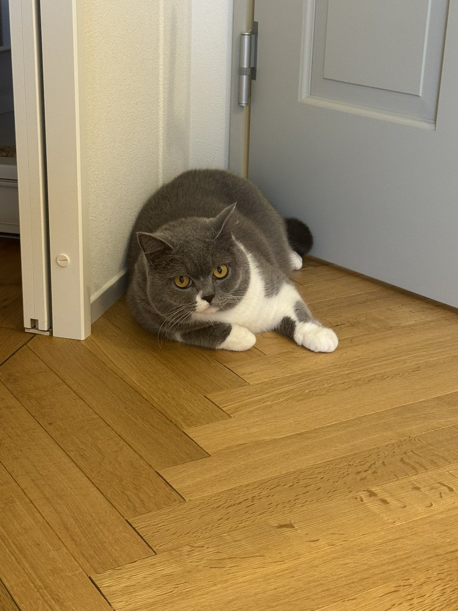 56thecat's tweet photo. おはごろー
#ブリティッシュショートヘア
#猫好きさんと繋がりたい
#猫のいる暮らし
#BritishShorthair https://t.co/JuLbVcNDHo