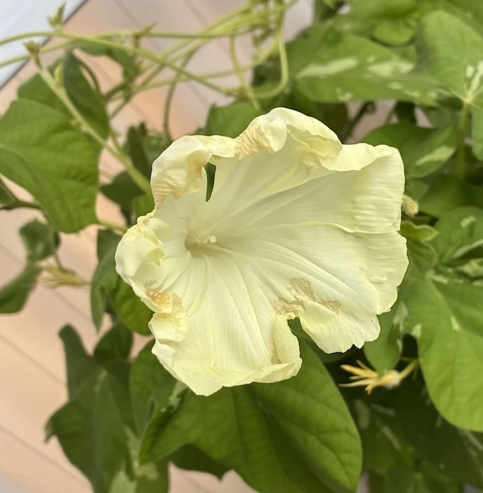 tolle_et_lege's tweet photo. 今朝の朝顔 https://t.co/12WtLvle04