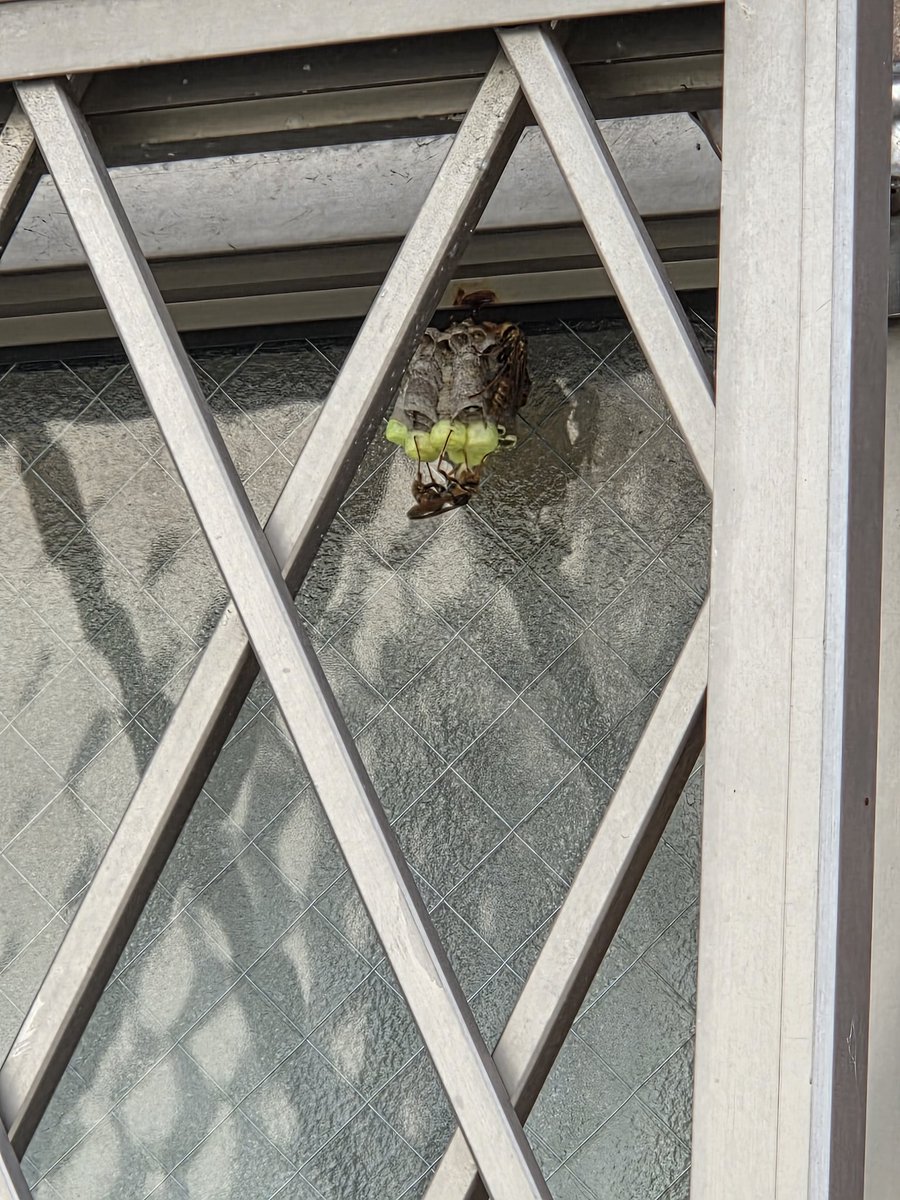 CannedcoffeeB's tweet photo. 植木に水あげてたら最近よく、アシナガバチくると思ったらほぼ目の前にあったよ
人がよく通る歩道側だから駆除しないとだめかなぁ、害虫駆除してくれるしありがたいんだけどなぁ
だんごコネコネかわいいなぁ https://t.co/F5RV9NzQvW