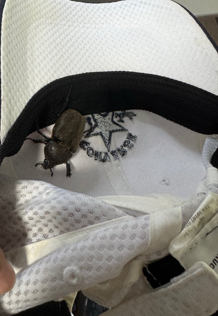 0217BC4000's tweet photo. 出勤時、玄関開けたら野生のカブトムシ♀が落ちててビックリ。
Gかと思って一瞬殺気立っちゃった💦
取り敢えず、木のある所に連れてったけど
最近の日本は暑過ぎるし、、、生き抜けるか心配🤔 https://t.co/QbIm93m0Q7