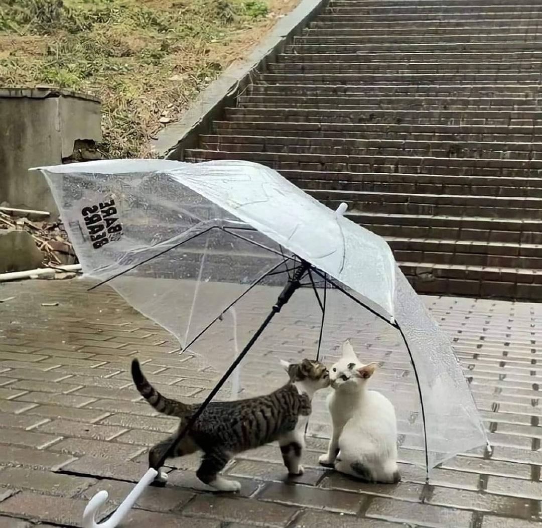 PunchingCat's tweet photo. https://t.co/ccowg95L9t