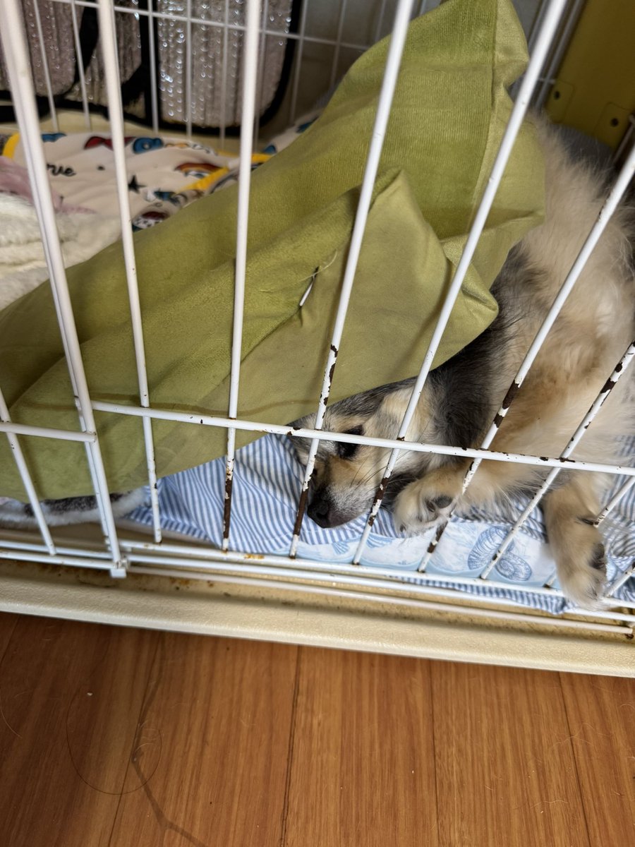 mikutomanjun's tweet photo. 枕がいらないんだねwうんうん😂

#チワワ #犬好きさんと繋がりたい #犬のいるくらし #dog https://t.co/CHiTnMS5X6