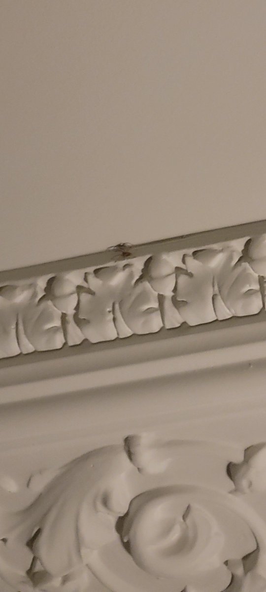 StephCampbell77's tweet photo. Oh f... off! Shit lost it for a min. Still over my bed but now also my clothes lol I'm OCD about checking the ceiling before going to bed. I cannot turn the lights off until I look. But who ever though crown moulding was a good idea, never had to trap a spider. Cant even vacuum😭 https://t.co/sfFrodI66x