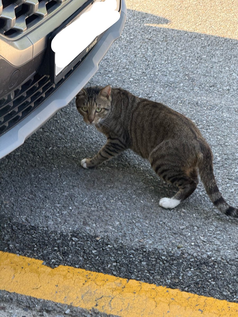 mabicat's tweet photo. 어이가 없네. 
진짜로 초면이신분이 “나를 모르느냐”하며 밥찵이라고 하셔서 차려드림. https://t.co/ynNhJFsraa