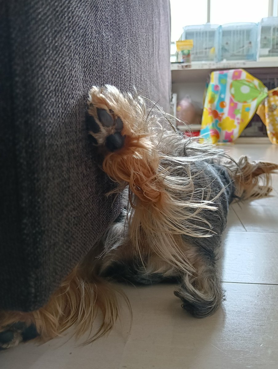 titaro_0318's tweet photo. おまたに熱がこもるの？
＃えらいね
＃上手だね
＃犬かわいいね
＃ヨークシャー・テリアの次郎 https://t.co/Tjan7tPSOQ