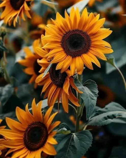 SxnflowerMusic's tweet photo. ╔═════🌻🏳️‍🌈🌻═════╗

                    𝓢𝓴𝔂
                  𝓢𝓶𝓲𝓽𝓱
                      
╚═════🌻🏳️‍🌈🌻═════╝ https://t.co/auF8ES9aJz