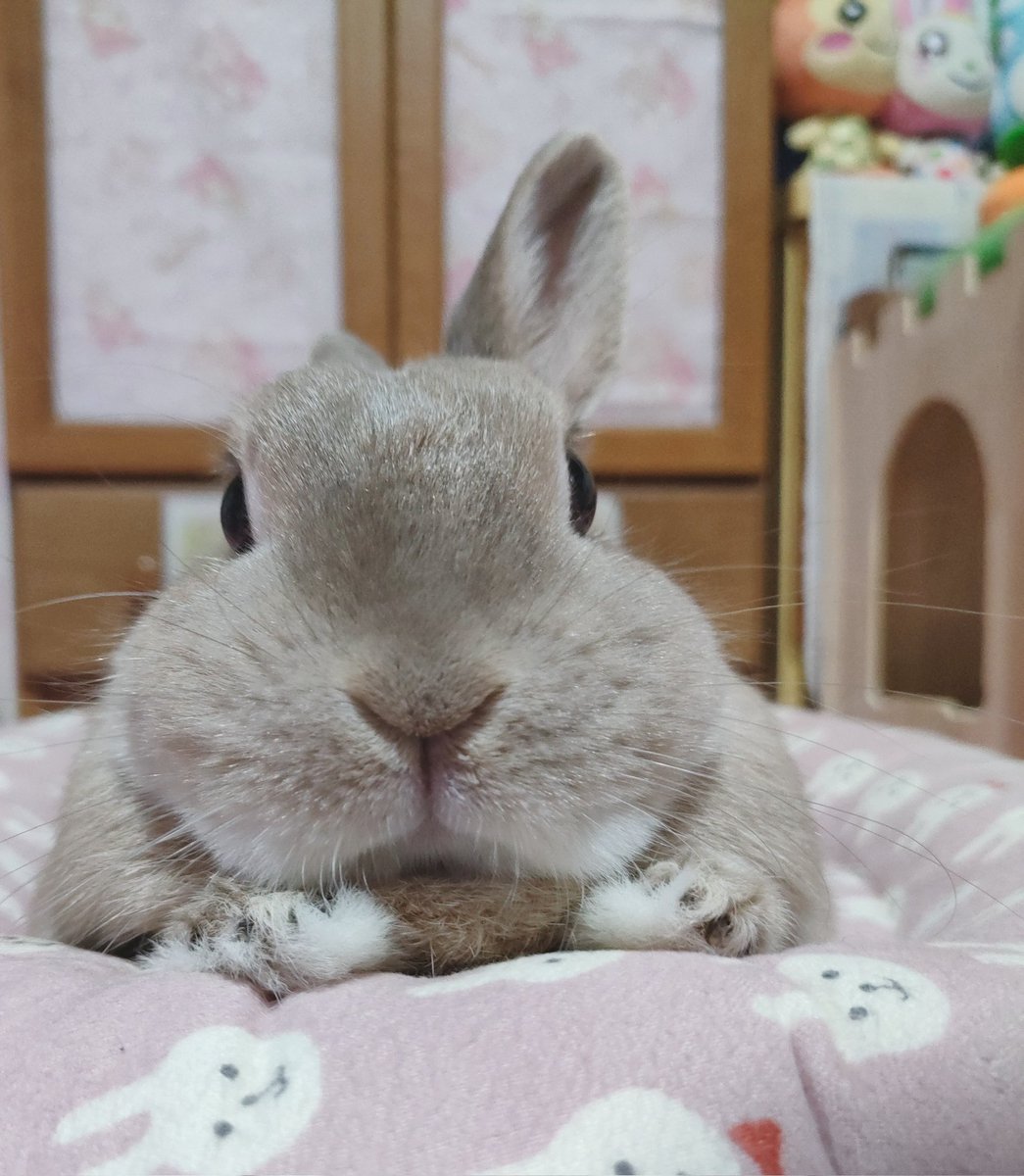 BHMR089's tweet photo. じーーーーっ👀

かめらめせんはとくいでしゅ🐰💕 https://t.co/uJcGnGXlwA