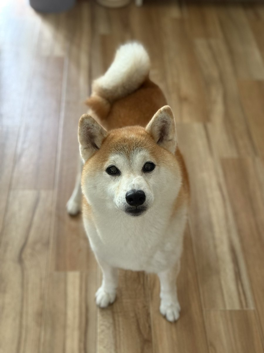 おはようございます🐶