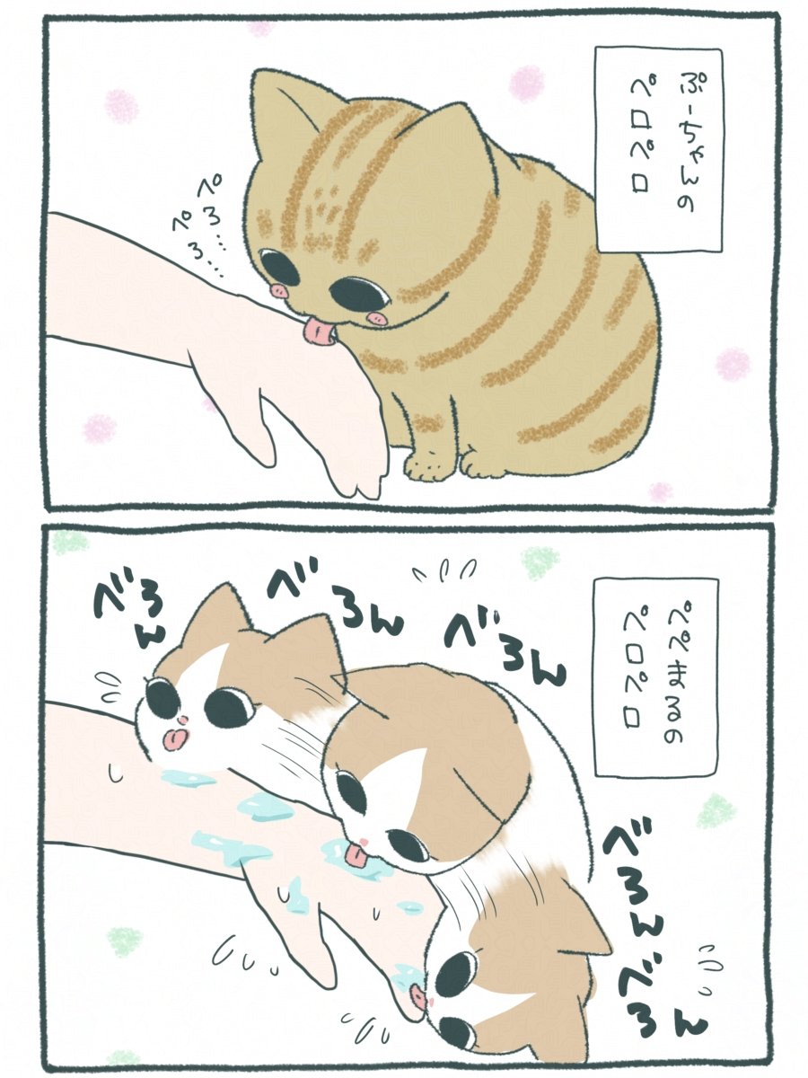 neekonoo's tweet photo. 先住猫ぷーちゃんと新入り猫ぺぺまるのちがい😺😸
(1/2) https://t.co/DnLhq6Zp8G