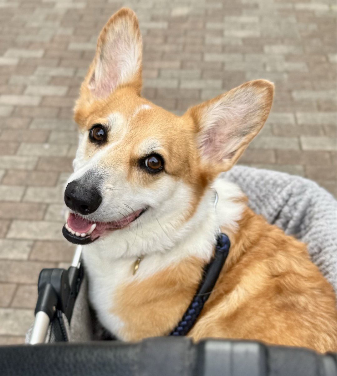 menegidog's tweet photo. 蝉鳴き始めたよ〜 https://t.co/jFu0GIHuSc