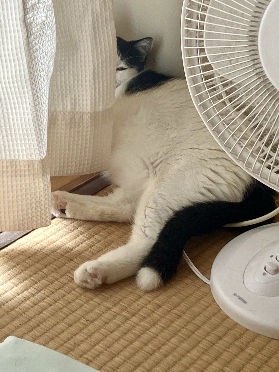 ルナちゃんです(⌒▽⌒)