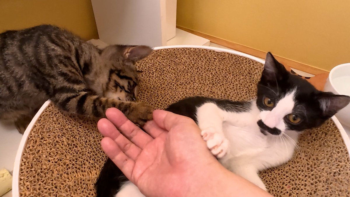 horiman2993's tweet photo. https://t.co/gYbV42GZqk
保護猫カフェ猫の惑星にゃーくるにいる子猫達は睡魔に襲われていましたが近づくと起きてくれたので撫でると甘噛みしたり猫パンチしたり可愛い姿を見せてくれました
おもちゃを見ると電池切れしても勝手に体が動くようでした
天使の可愛さにやられてしまいました
＃保護猫 https://t.co/IN5MPcXaPU