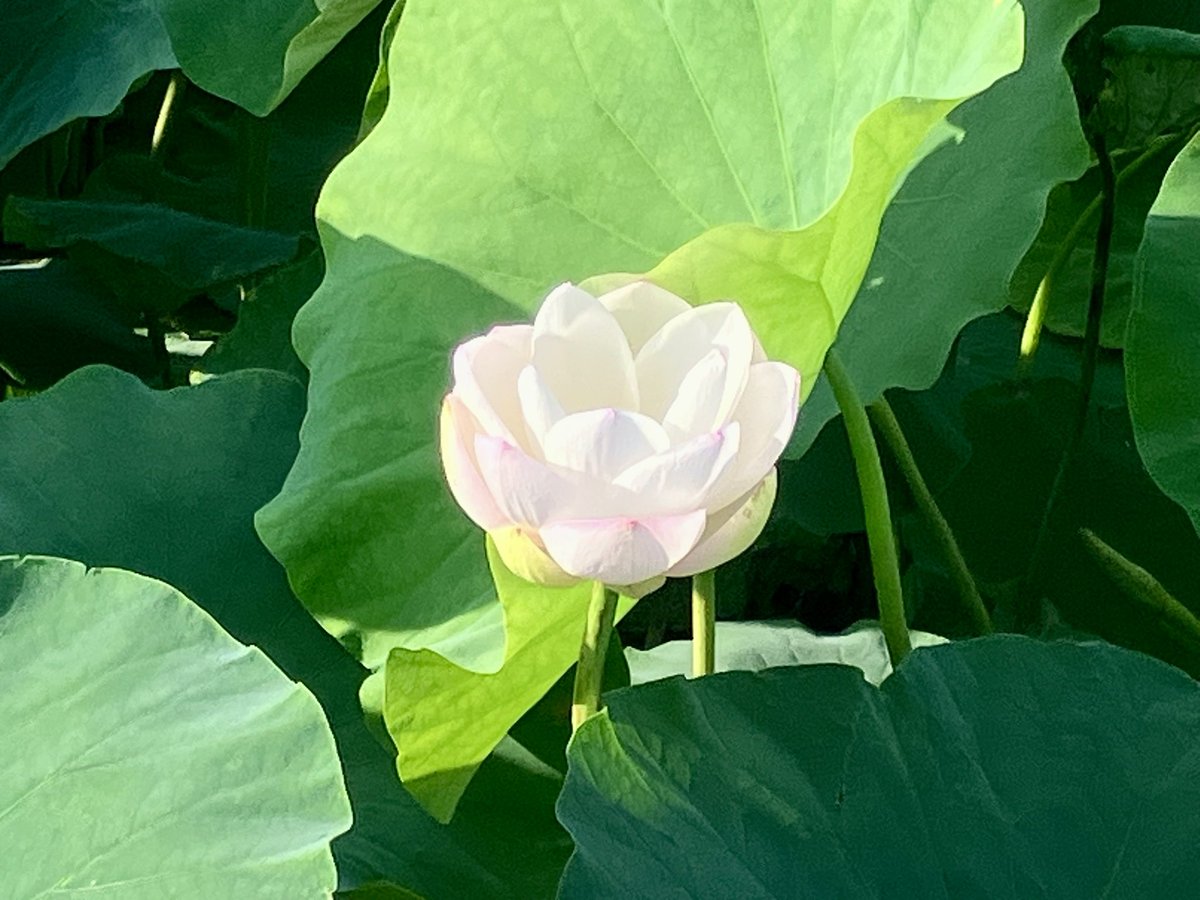 ShaverJun's tweet photo. 蓮田🪷Lotus field. https://t.co/Ymkhim8hjh