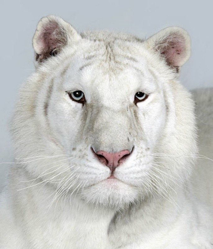 World_Zoo_01's tweet photo. https://t.co/6IKla8SkJM