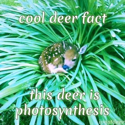 deershouldnt tweet picture