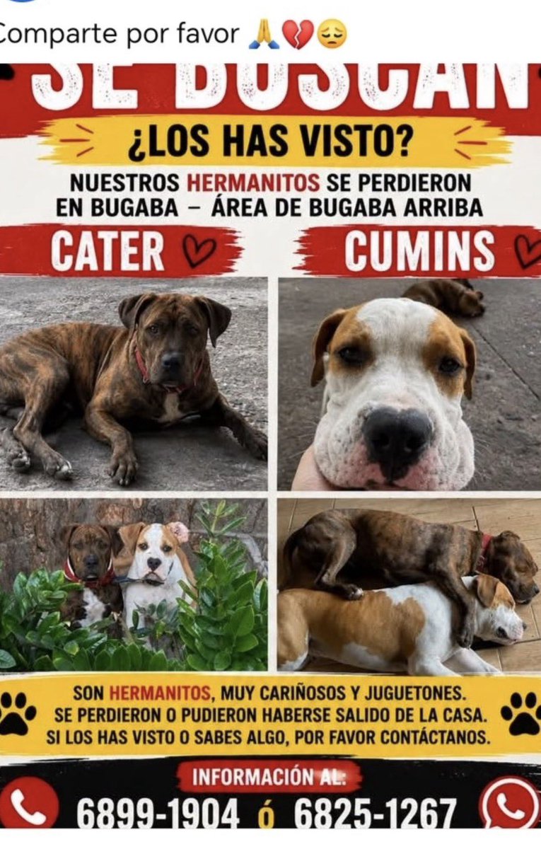 ivetteodalys's tweet photo. POR FAVOR, AYUDEMOS COMPARTIENDO ESTE MENSAJE! Estas bellezas se han extraviado y su familia les busca desesperadamente!!
Atención Bugaba⬇️⬇️⬇️🇵🇦🙏🏽 https://t.co/GGocv9qaZj