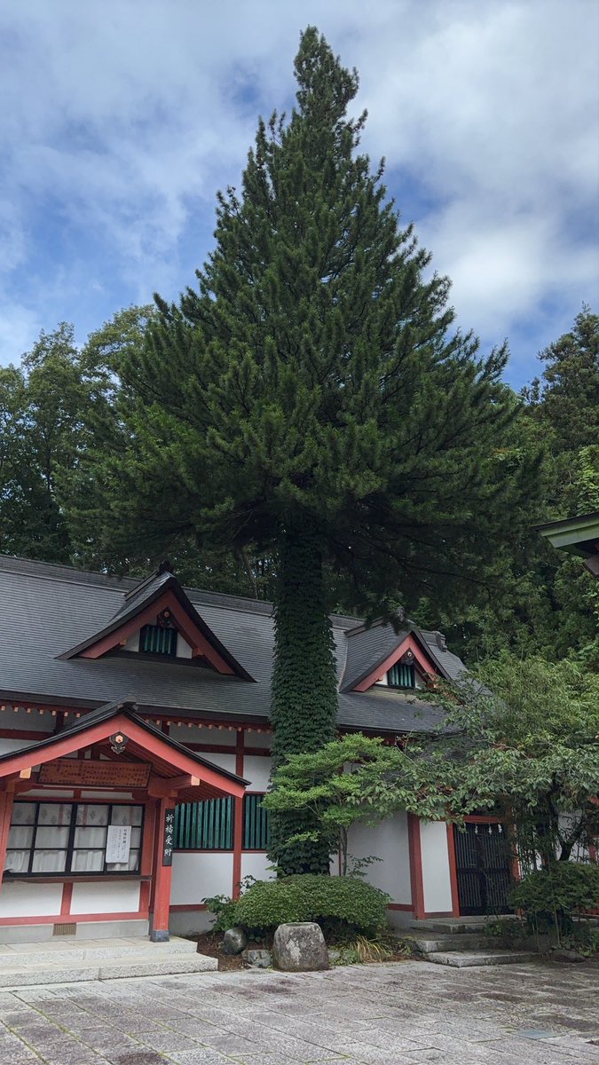 tomohiro313's tweet photo. レンタサイクルを借りて、遠野八幡宮へ。 https://t.co/ssxWoZmfUp