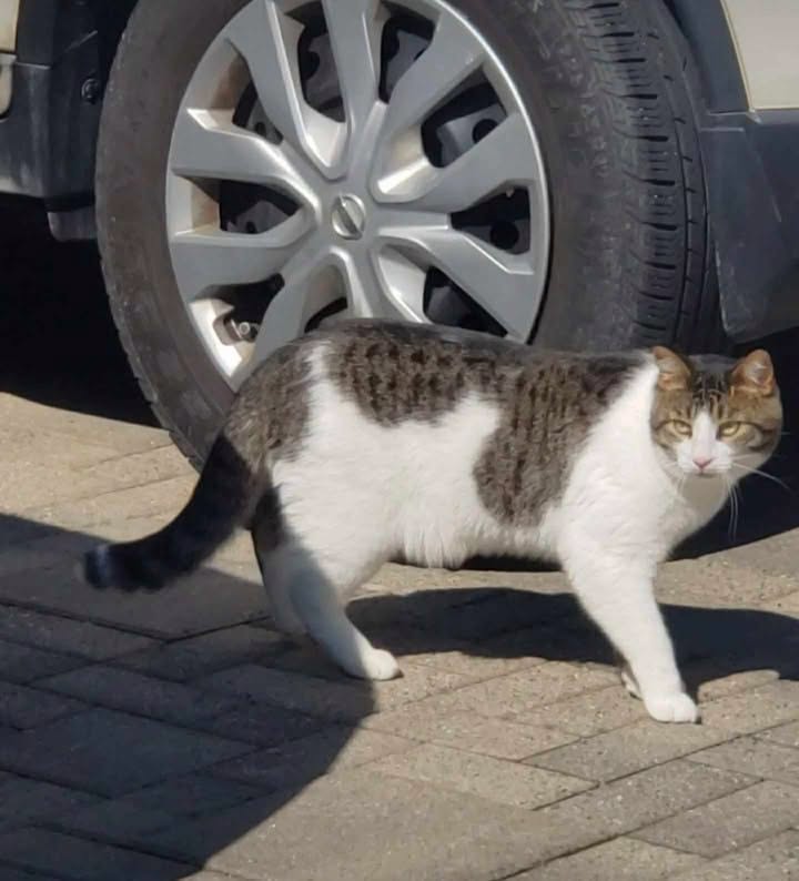 GuelphLostPets's tweet photo. SPOTTED July 11. Brown tabby &amp; white short-haired cat seen on &amp; off near Marksam Rd, Willow Rd &amp; Speedvale Ave in #Guelph. May be lost or live in area. If you have any info about him/her please let us know. https://t.co/ymsJVxK8T2