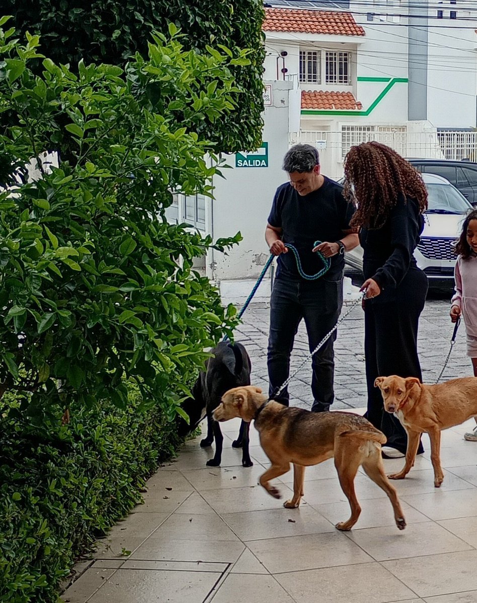 cuentaconmigo01's tweet photo. Hoy tuvimos una visita muy especial #MBALIA que junto con su hermosa familia pasearon a nuestros adoptables y se tomaron fotos con los fans🌟🐾🥰
#Gracias por formar parte de esta comunidad animalista y por darle voz a los que no la tienen
#JuntosHecemosMas
#OV7
#CuentaConmigo https://t.co/gY2MFIRdfo