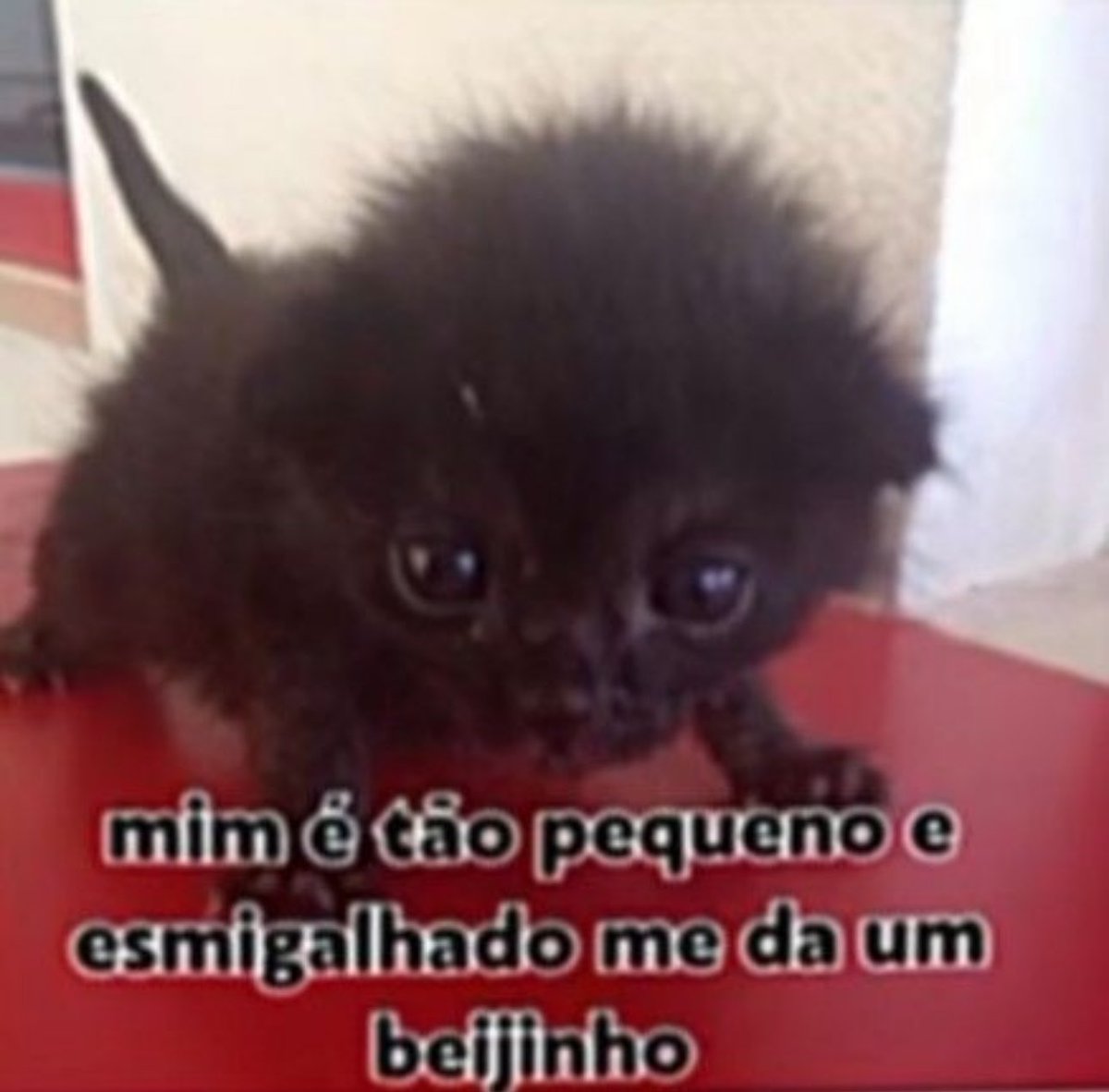 shitpostverdade's tweet photo. https://t.co/m4WrdijF6S