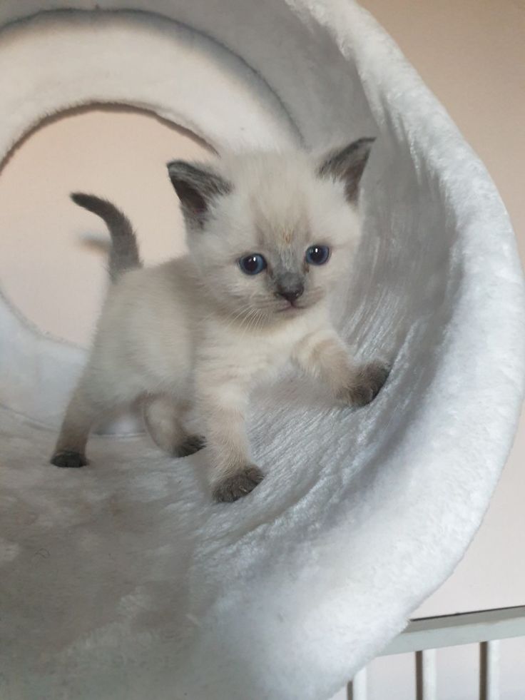 CatUniversex's tweet photo. https://t.co/mfVecr2rkG