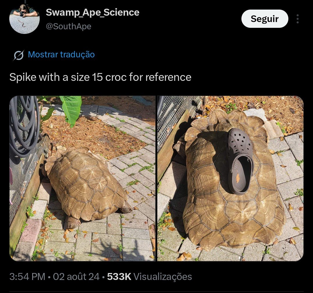 cogitomorrer's tweet photo. ACHEI

TAO BOM QUANTO EU ME LEMBRAVA E MINHA MEMÓRIA OMITIU UM IMPORTANTÍSSIMO DETALHE QUE É O FATO DO JABUTI SER GIGANTE https://t.co/zekEWlvbgq