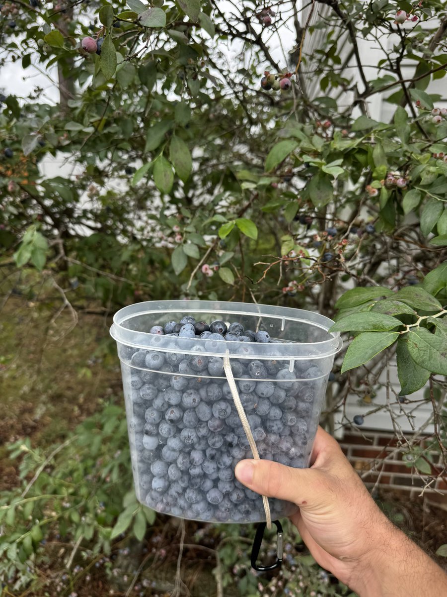 BaianoSamuel's tweet photo. Peak blueberry season 🫐 https://t.co/dl6C2gv5KE