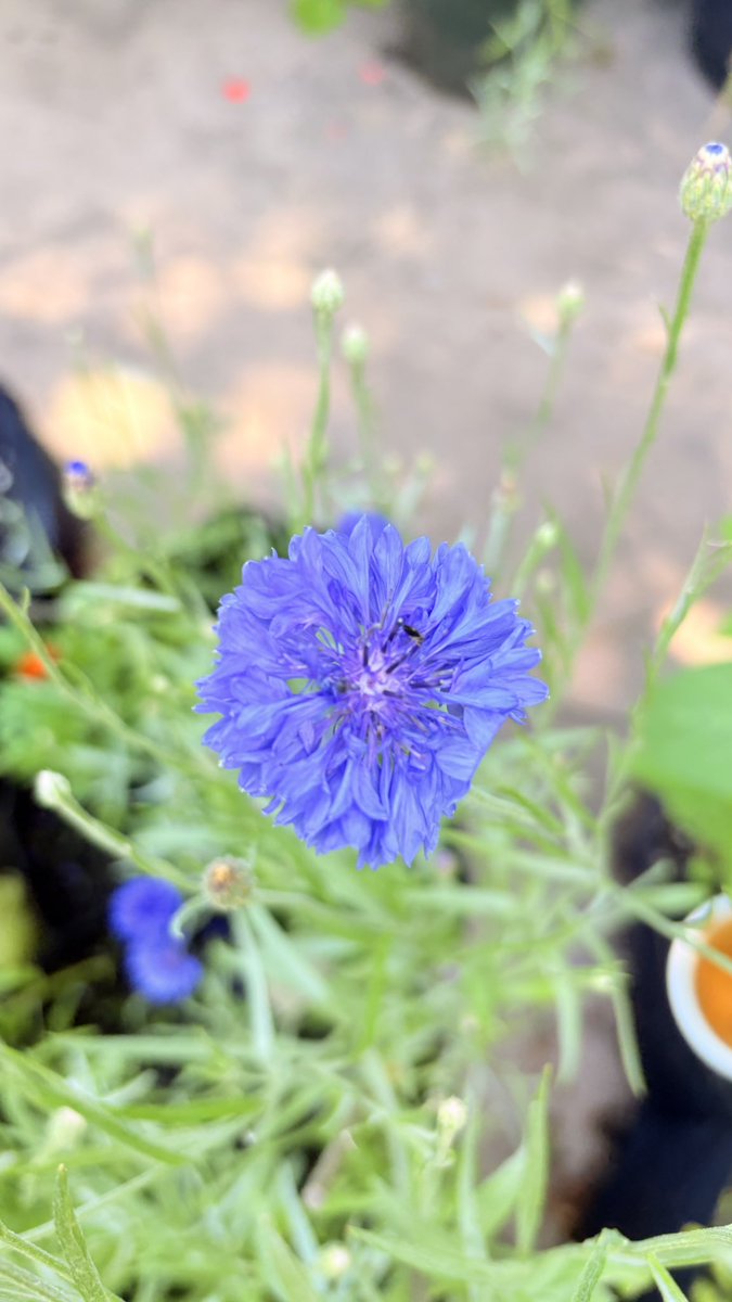 _solanaceae____'s tweet photo. fresh fish https://t.co/R1HMiWVRMh