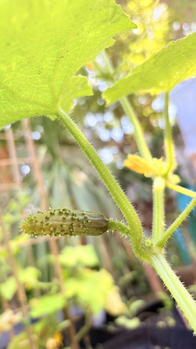 _solanaceae____'s tweet photo. fresh fish https://t.co/R1HMiWVRMh