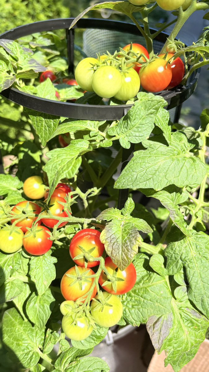 _solanaceae____'s tweet photo. fresh fish https://t.co/R1HMiWVRMh