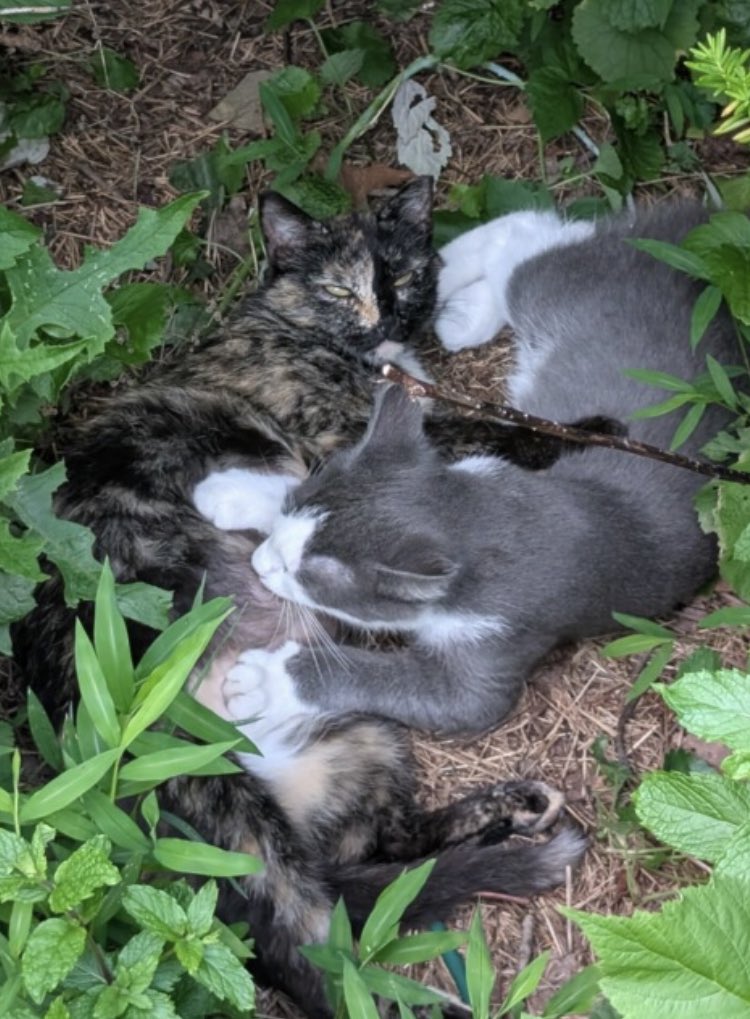 bigkiitten's tweet photo. if you ever get the opportunity to observe healthy feral cats living out their lives you will learn all sorts of things, such as large 16 week old sons still suckle, and their mother will try to kill you if you interrupt https://t.co/Etqz3Dtttw