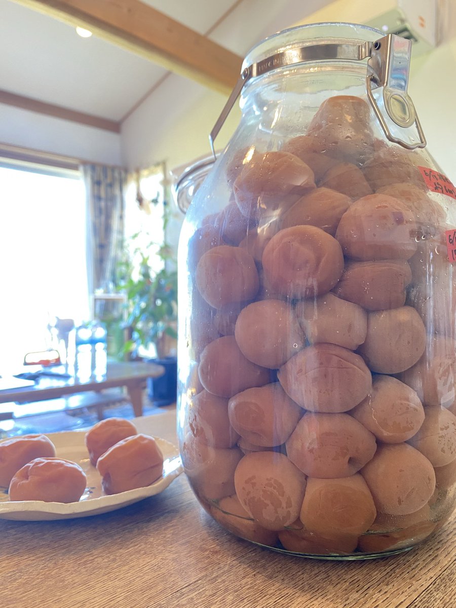 monaka_making's tweet photo. 最近は梅干しつくりに勤しんでいました。
梅干し第一弾は完成！
食べるのは一年後くらいから！ https://t.co/WeZsP8O49E