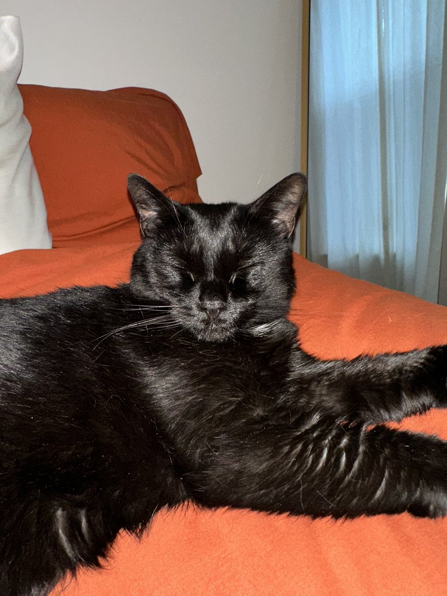ejenkins54's tweet photo. anti-suicide cat putting in overtime this weekend https://t.co/9JID7DKEEy