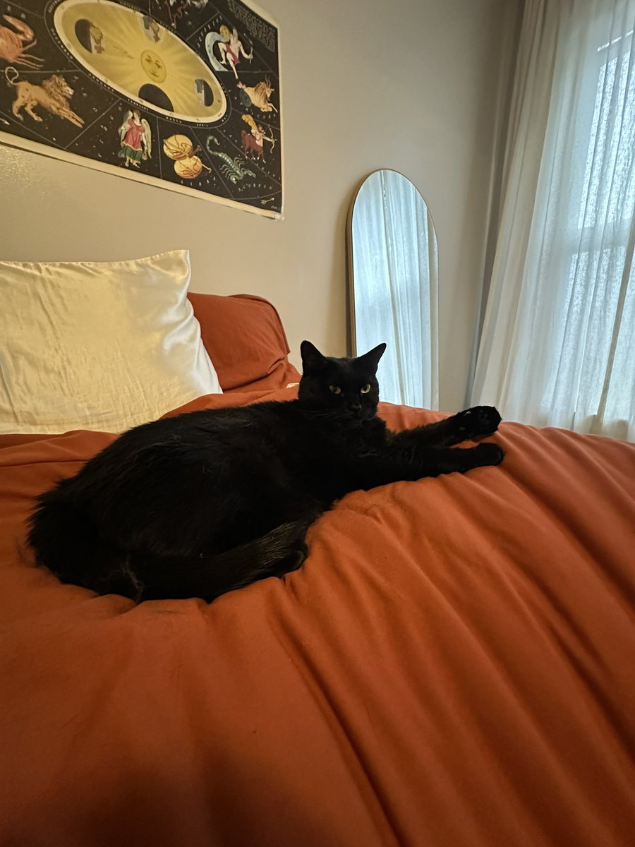 ejenkins54's tweet photo. anti-suicide cat putting in overtime this weekend https://t.co/9JID7DKEEy