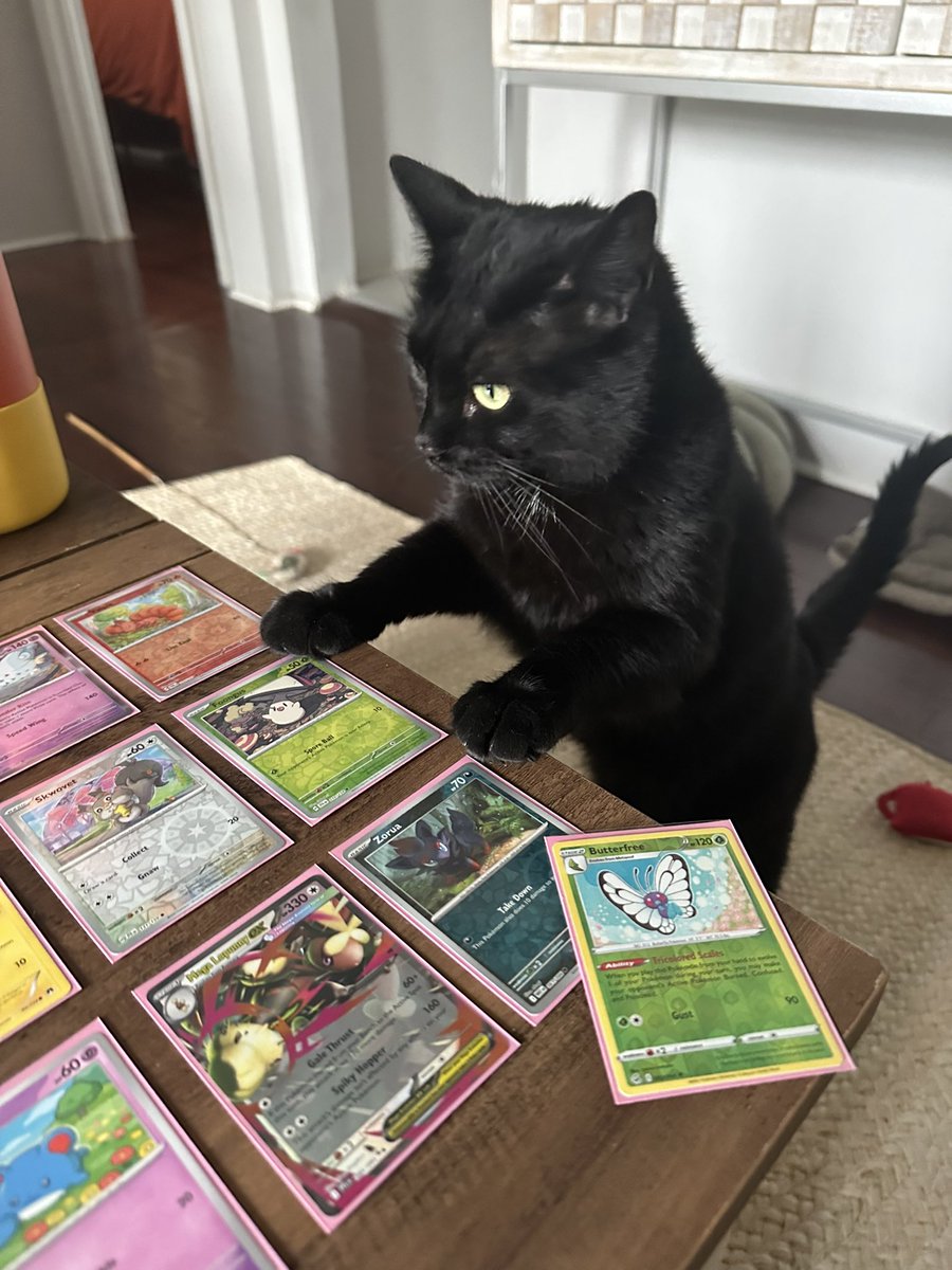 ejenkins54's tweet photo. anti-suicide cat putting in overtime this weekend https://t.co/9JID7DKEEy
