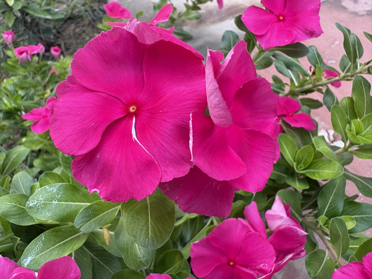 Lavendermist15's tweet photo. Happy #magentamonday friends, have a good week 🩷

#vinca #flowers @christinedemar 🌸🌟 https://t.co/5BWd1cbu4T