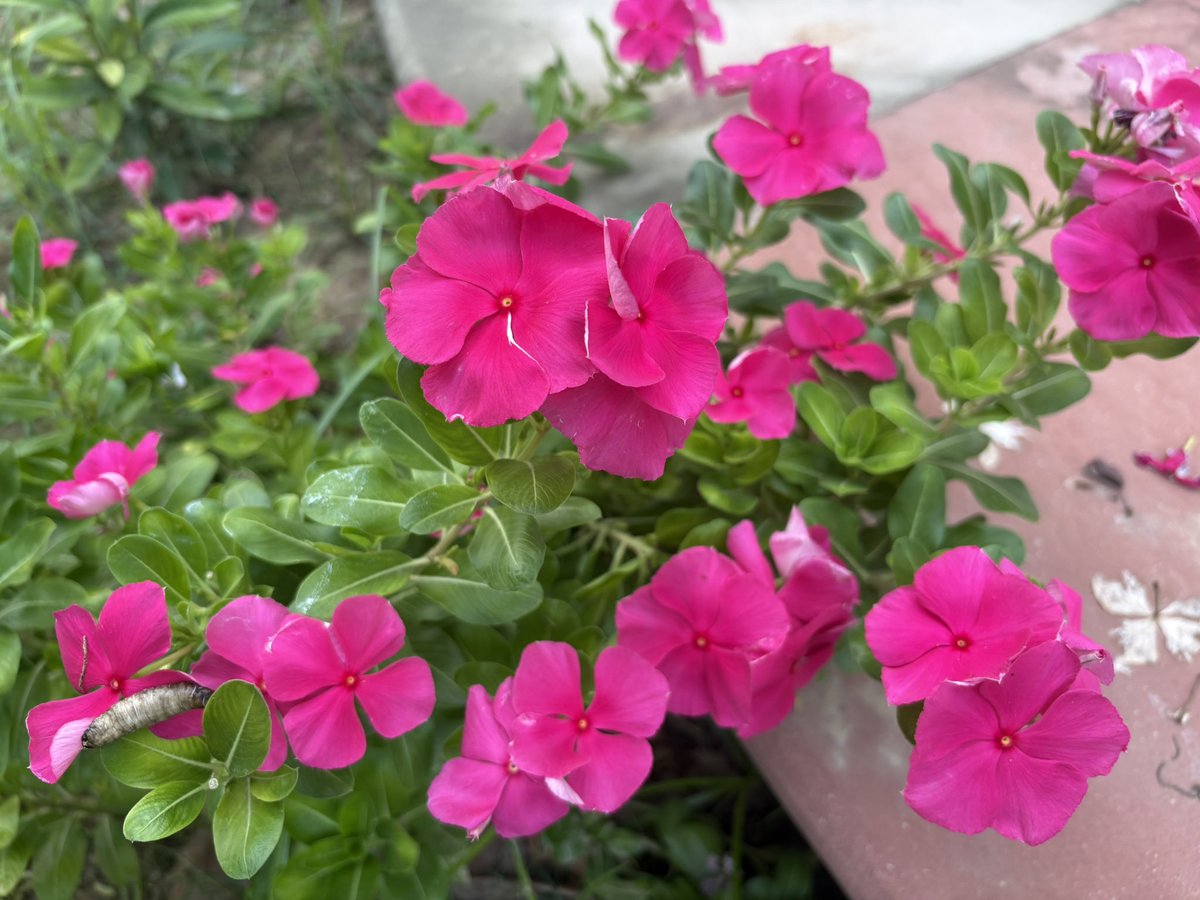 Lavendermist15's tweet photo. Happy #magentamonday friends, have a good week 🩷

#vinca #flowers @christinedemar 🌸🌟 https://t.co/5BWd1cbu4T