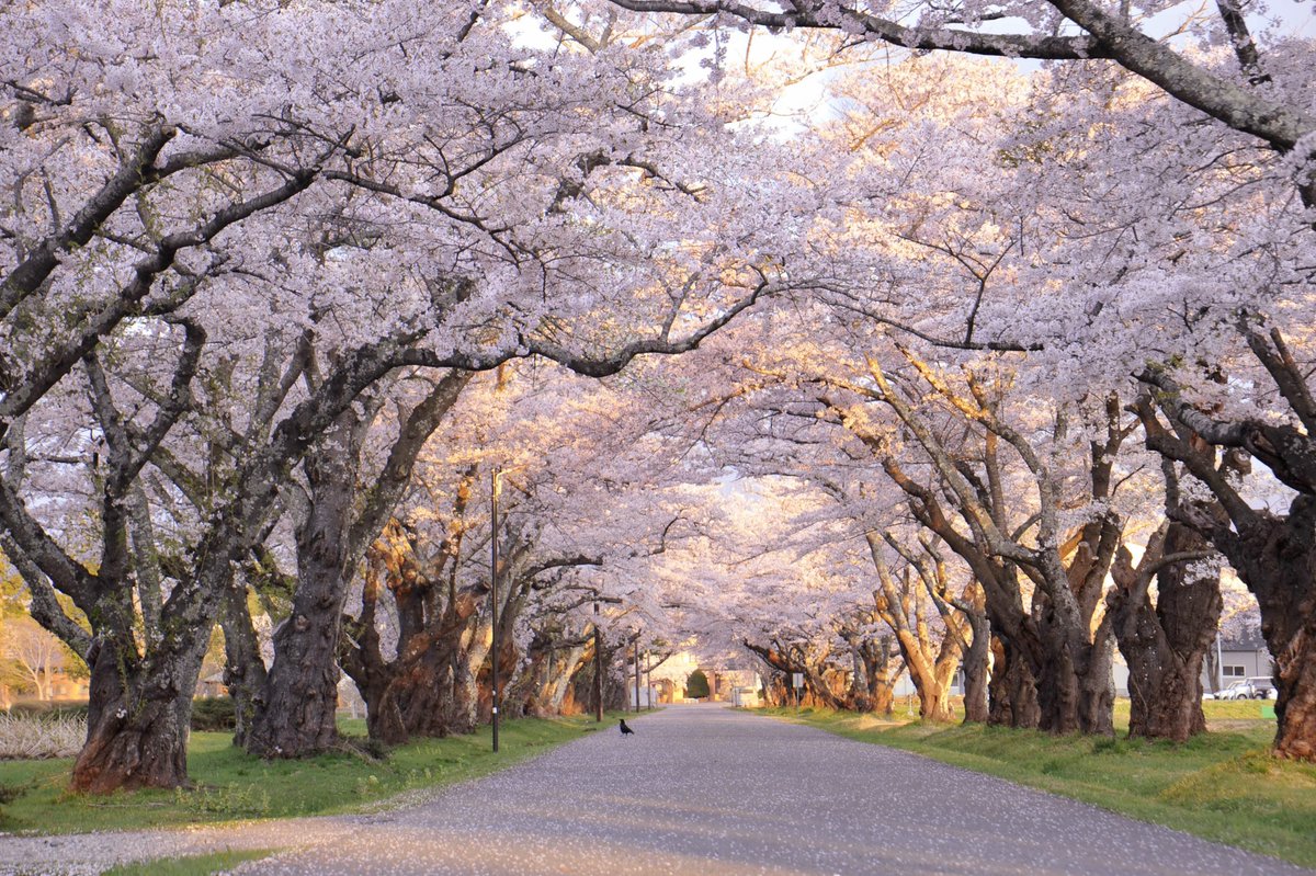 iwatekendoseibi's tweet photo. 希望郷いわて景観フォトコンテスト2025応募作品の紹介📷✨

💡景観部門　光の桜回廊（金ケ崎町六原前穴持付近）

今年のフォトコン応募はこちらから👇 10/10まで受け付け中！
https://t.co/HIgJoBqppl

#岩手県 #希望郷いわて景観フォトコンテスト #景観 #桜 #金ケ崎町 https://t.co/RqbgifEGY1