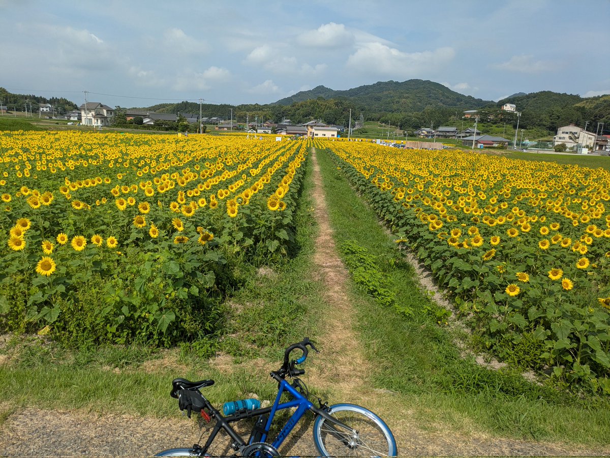 Htkg17's tweet photo. 朝活
まんのう町のひまわり畑
#Tyrellはいいぞ
#Tyrellbike https://t.co/qRHnF1LdOt