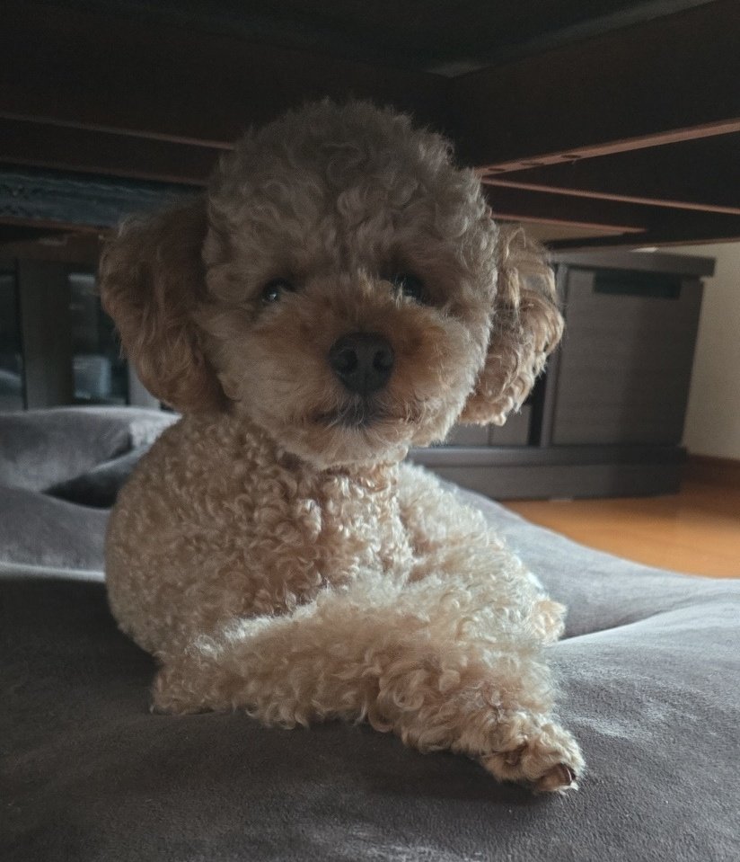 yoshittch's tweet photo. ボンジーア   まったり  ワンズ🐶
今日もよろしくお願いいたしまーす   #WG863 https://t.co/8cncw0iMbH