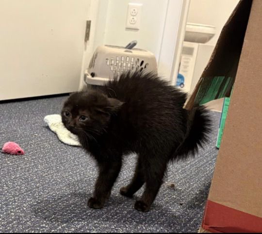 Black cats are not bad luck tweet media