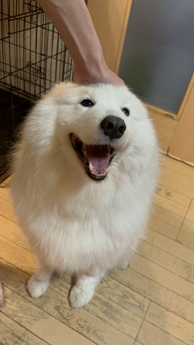 サモエドはっくん🐾 tweet media