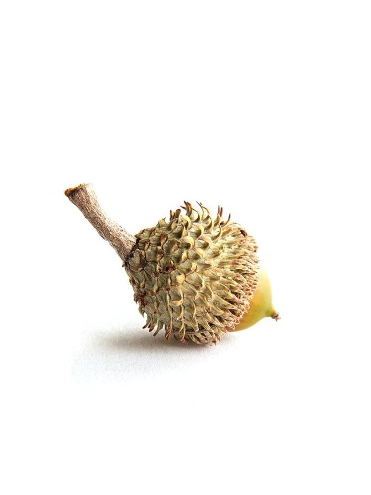 guropark76's tweet photo. A 10-minute scavenger hunt for our little explorer! She found 3 acorns, 2 pinecones u0026 a giant smile — best family time this weekend https://t.co/o7TeVF50et