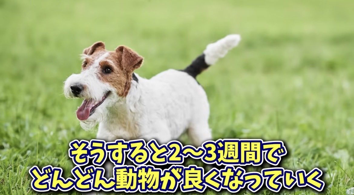 sujja_Meeee's tweet photo. “飼い主さんに試しに（柔軟〇を）使うのをやめてもらうんです”

“そうすると2～3週間でどんどん動物が良くなっていく”

獣医さんのお話！

【沈黙の公害】脳のバランスを狂わせる“香りカプセル”　森井啓二 先生 https://t.co/aqhAWsy2V6 @YouTubeより https://t.co/KqLstTY24k