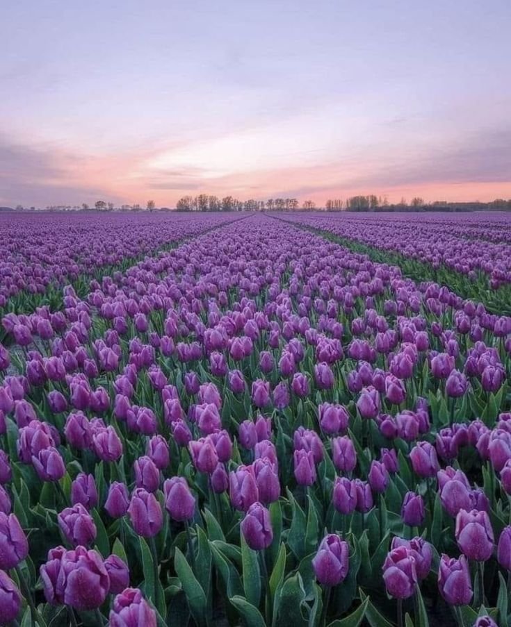 vaultapron's tweet photo. ຊ My beautiful girl ༢ Dear tulip 𓂃 Being with you will always be what I want, today and forever. ' ⚘ [👨🏾‍🍳&amp;🌷] https://t.co/8KB0wdBvuY