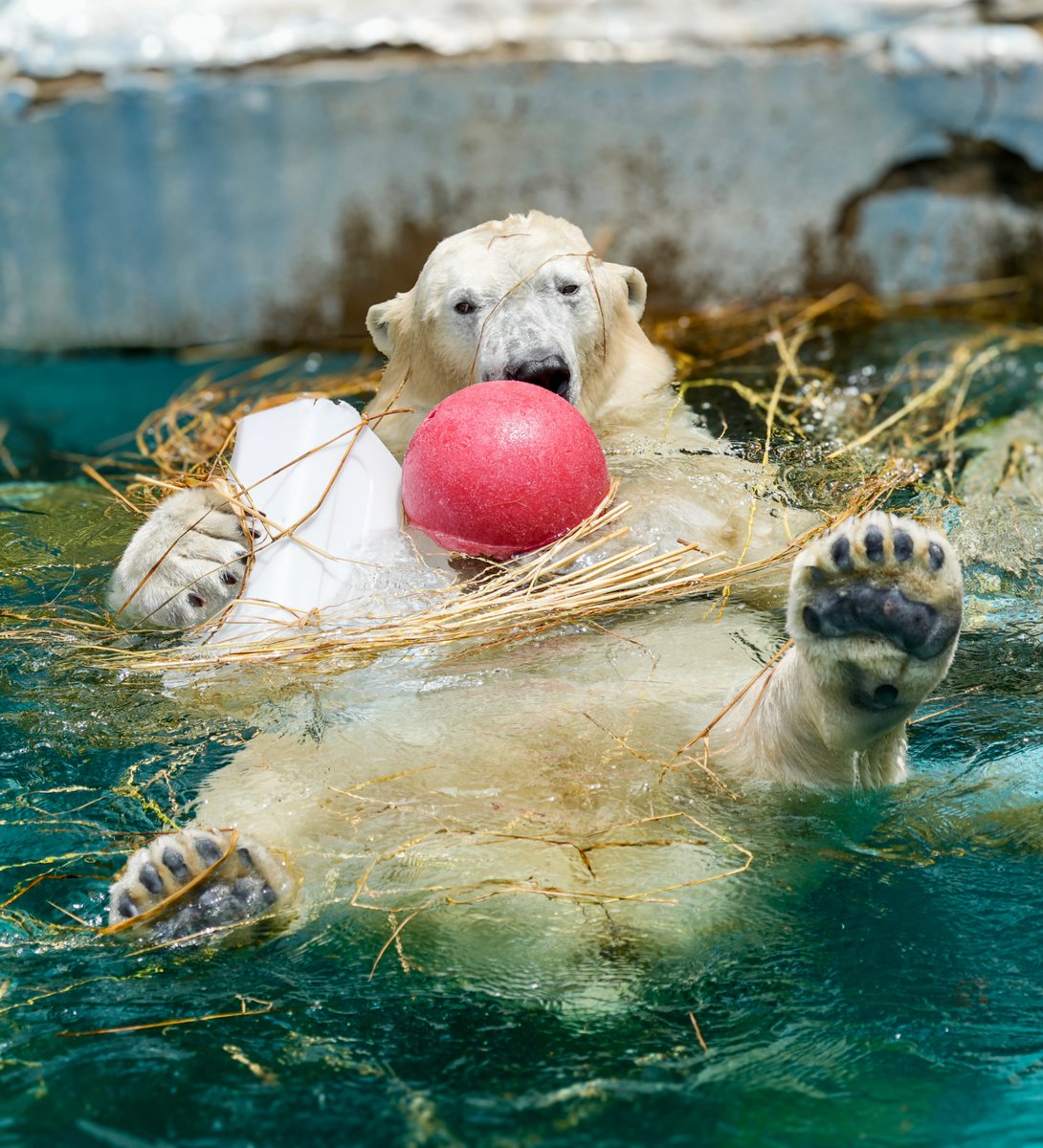 tamabeeko's tweet photo. 🐻‍❄️「ポリタンも🔴もワラも ぜーーーん好き‼️」

お気に入りを全部抱えてラッコなホウちゃん🦦

2026.6 📷

#天王寺動物園
#ホウちゃん
#ホッキョクグマ
#polarbear https://t.co/ZJC3Z9188v