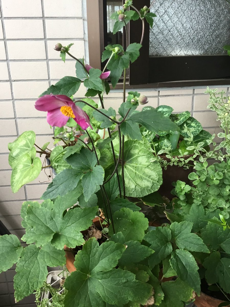 y_witch's tweet photo. おはようございます。シュウメイギクが咲きました。 https://t.co/A2Tp2SBUHn